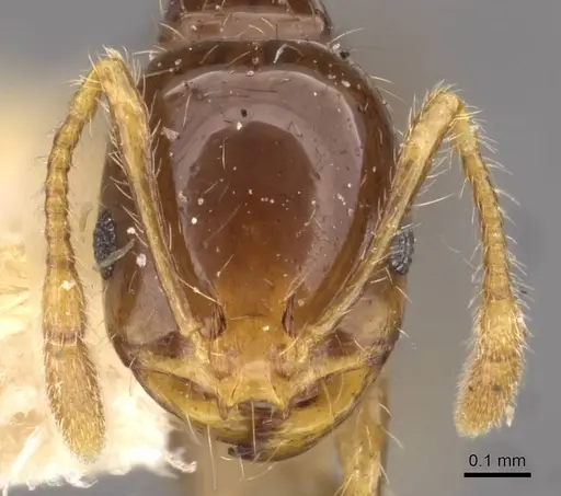Solenopsis geminata - CASENT0908793