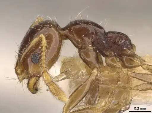 Solenopsis geminata - CASENT0908793