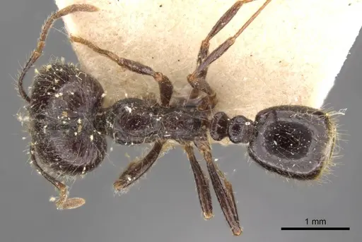 Solenopsis geminata - CASENT0908794