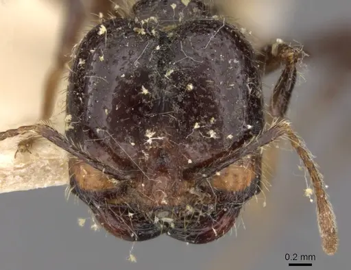 Solenopsis geminata - CASENT0908794