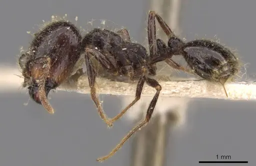 Solenopsis geminata - CASENT0908794