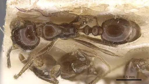 Solenopsis geminata - CASENT0913893