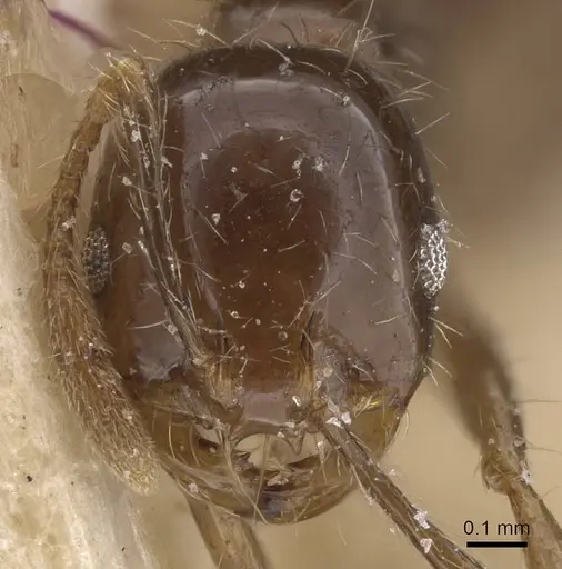 Solenopsis geminata - CASENT0913893
