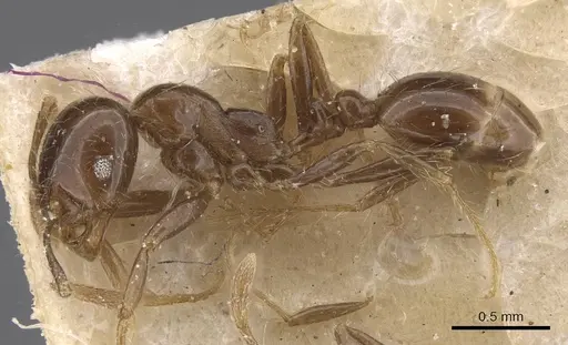 Solenopsis geminata - CASENT0913893