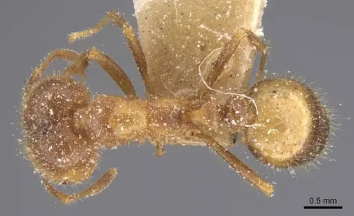 Solenopsis geminata - CASENT0913894