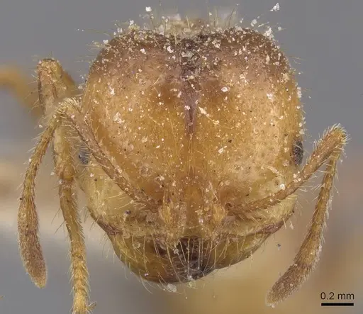 Solenopsis geminata - CASENT0913894