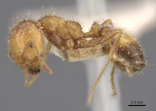 Solenopsis geminata - CASENT0913894