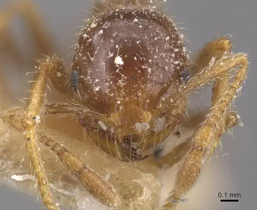 Solenopsis geminata - CASENT0913895