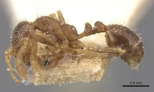 Solenopsis geminata - CASENT0913895