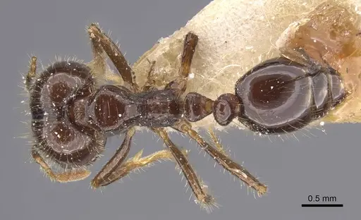 Solenopsis geminata - CASENT0913896