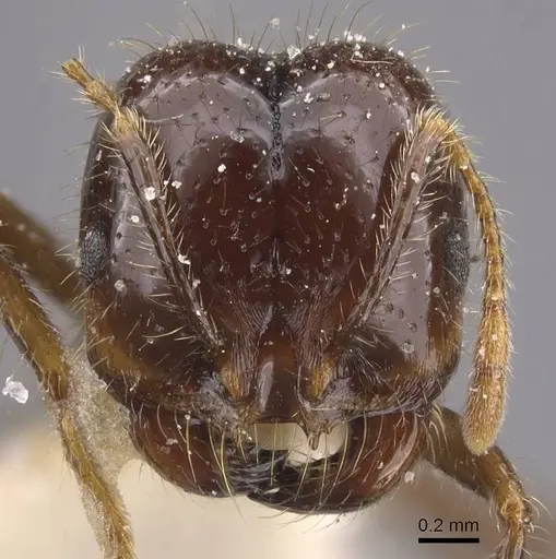 Solenopsis geminata - CASENT0913896