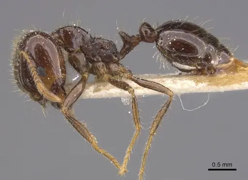 Solenopsis geminata - CASENT0913896