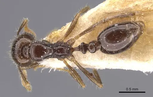 Solenopsis geminata - CASENT0913897