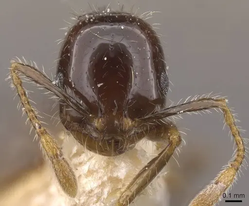 Solenopsis geminata - CASENT0913897