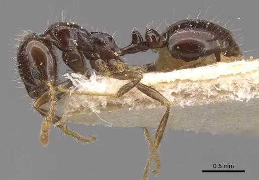 Solenopsis geminata - CASENT0913897