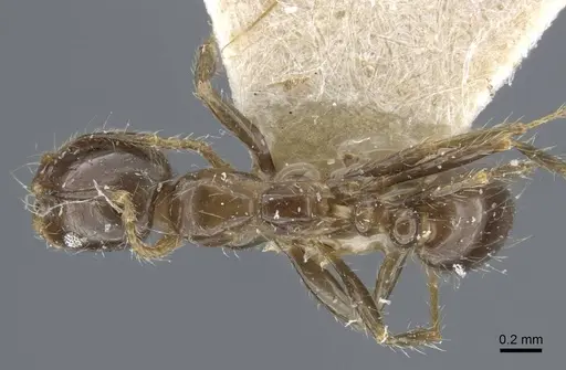 Solenopsis geminata - CASENT0917011