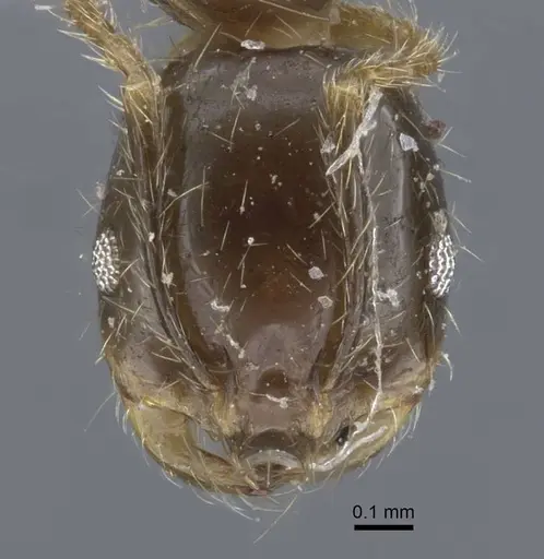 Solenopsis geminata - CASENT0917011
