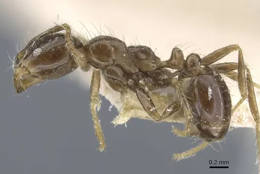 Solenopsis geminata - CASENT0917011