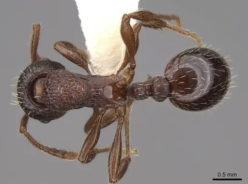 Solenopsis geminata - CASENT0922759