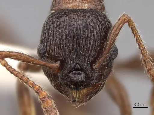 Solenopsis geminata - CASENT0922759