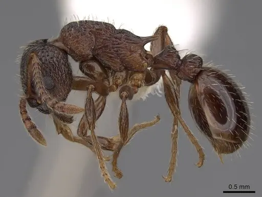 Solenopsis geminata - CASENT0922759