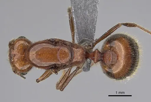 Solenopsis geminata - CASENT0923236