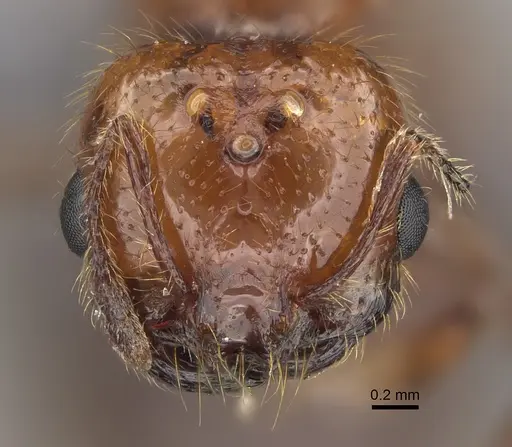 Solenopsis geminata - CASENT0923236