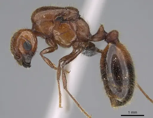Solenopsis geminata - CASENT0923236