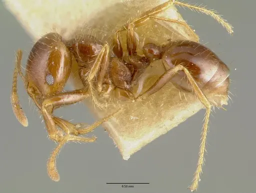 Solenopsis geminata - CASTYPE00445-02