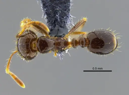 Solenopsis geminata - CBUMAGENT42015