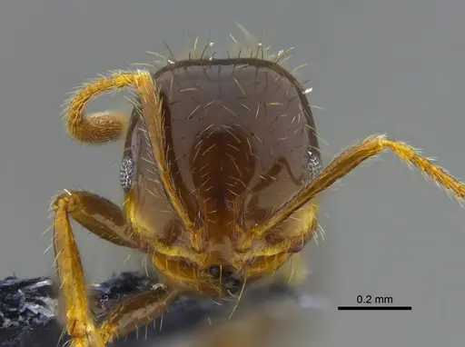 Solenopsis geminata - CBUMAGENT42015