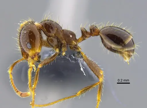 Solenopsis geminata - CBUMAGENT42015