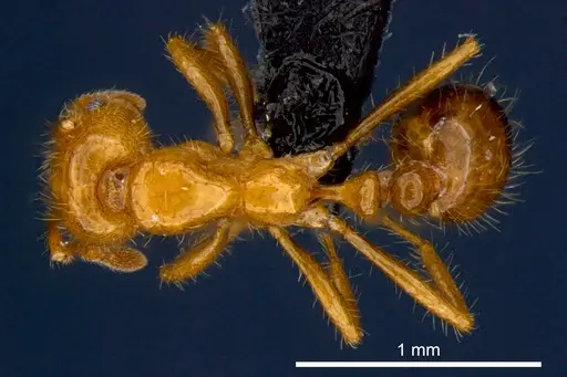 Solenopsis geminata - CSIRONC0176