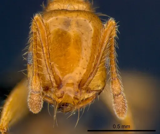Solenopsis geminata - CSIRONC0176