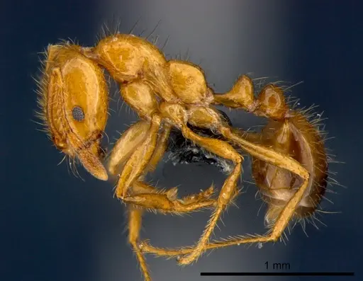 Solenopsis geminata - CSIRONC0176