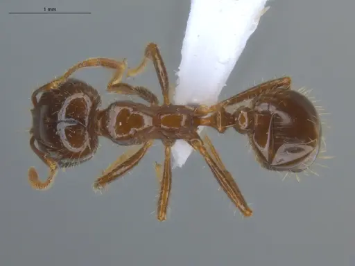Solenopsis geminata - ECOFOG-BUG-0090-03