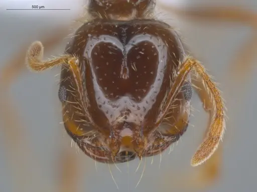 Solenopsis geminata - ECOFOG-BUG-0090-03