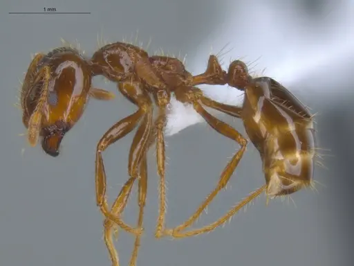 Solenopsis geminata - ECOFOG-BUG-0090-03