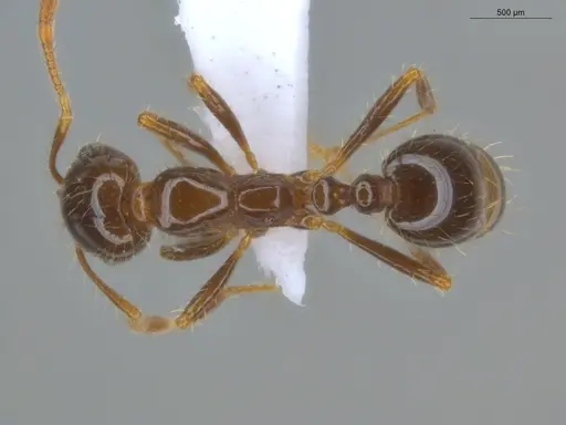 Solenopsis geminata - ECOFOG-BUG-0114-03