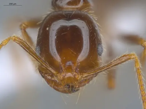 Solenopsis geminata - ECOFOG-BUG-0114-03