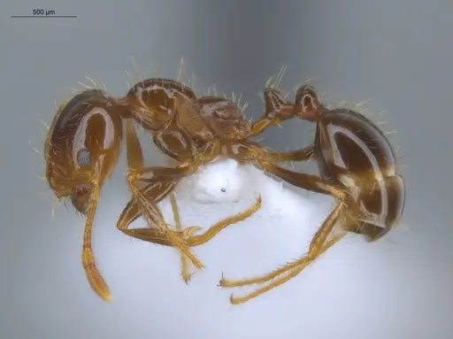 Solenopsis geminata - ECOFOG-BUG-0114-03
