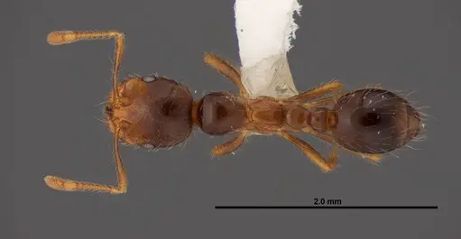Solenopsis geminata - FMNHINS0000078513