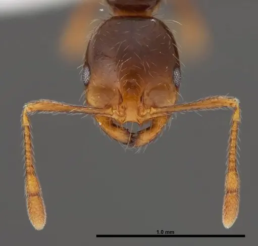 Solenopsis geminata - FMNHINS0000078513