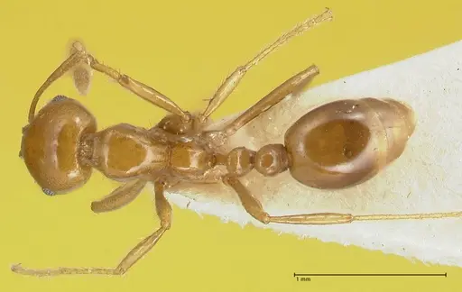 Solenopsis geminata - FOCOL1879