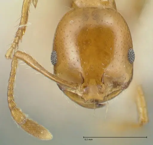 Solenopsis geminata - FOCOL1879