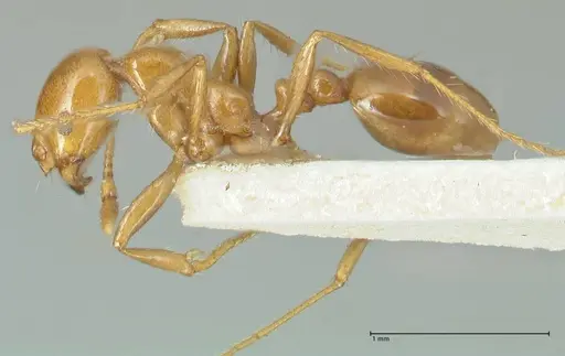 Solenopsis geminata - FOCOL1879