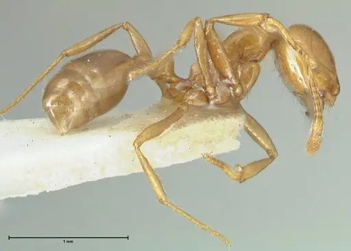 Solenopsis geminata - FOCOL1879