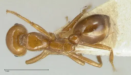 Solenopsis geminata - FOCOL1880