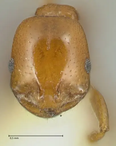 Solenopsis geminata - FOCOL1880
