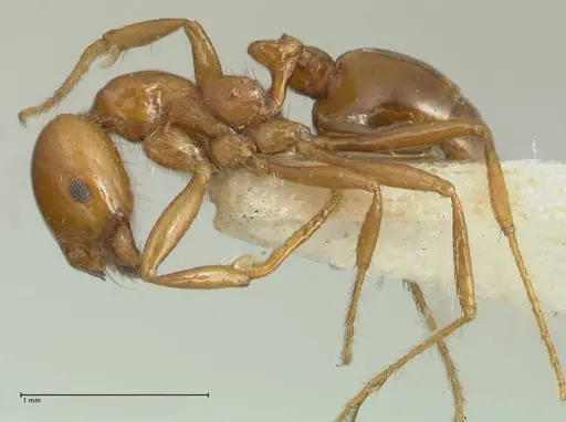 Solenopsis geminata - FOCOL1880